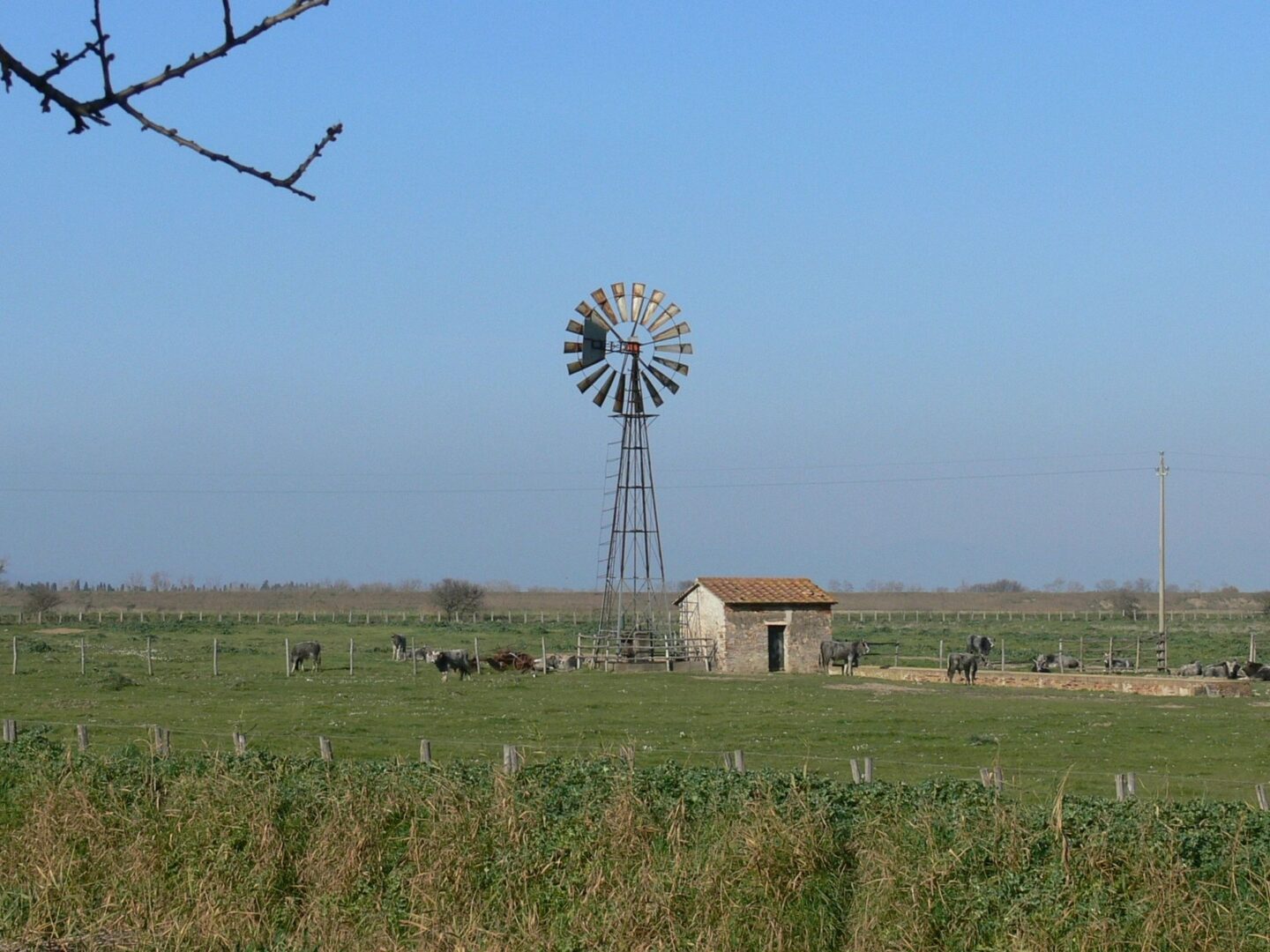 Windmill, a house and some cows